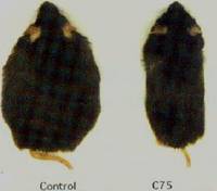 Reduced Food Intake and Body Weight in Mice Treated with Fatty Acid Synthase Inhibitors 